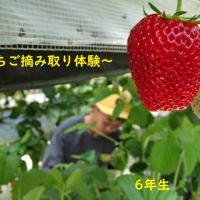 春里が好き🍓