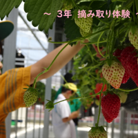 春里が好き🍓