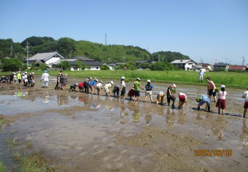 田植え（5年生）
