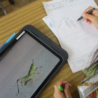 生き物の観察