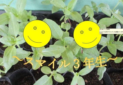 3年生