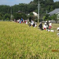 稲刈り（５年生）