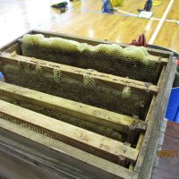 採蜜体験（６年生）