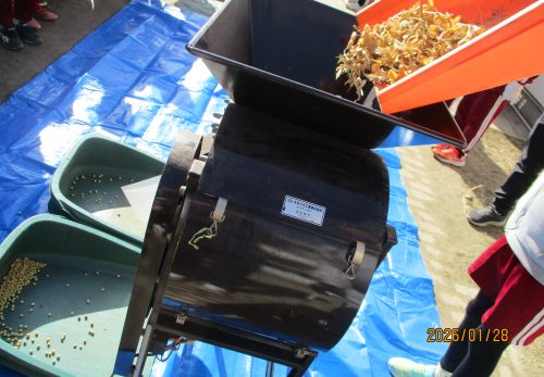 大豆の選別作業（３年生）