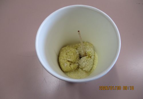 きなこあめ作り（３年生）