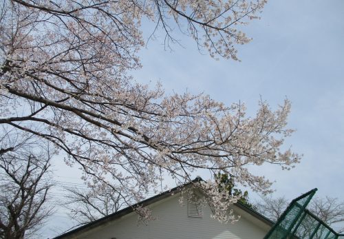 桜が咲きました！