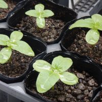 かがやき花壇計画　その１