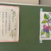 いろんな木の実