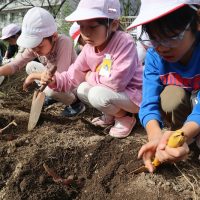 かがやき農園　さつまいも掘り編