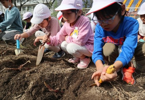 かがやき農園 さつまいも掘り編 かがやき農園 さつまいも掘り編