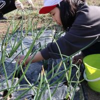 かがやき農園　じゃがいも編