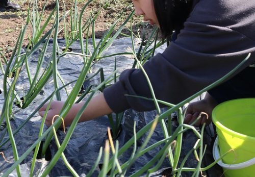 かがやき農園　じゃがいも編