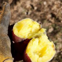 PTA落ち葉拾い＆焼き芋フェス