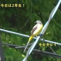 響く声