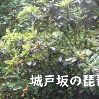 雨の半日