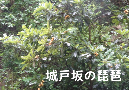 雨の半日