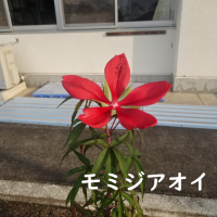 おるすばん🏫