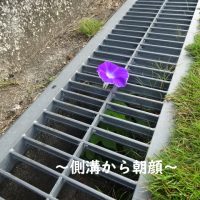 でこぼこはっけん！