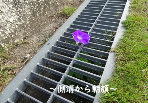 でこぼこはっけん！
