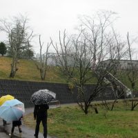 🎎雨のひな祭り