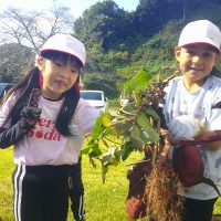 大収穫！１年生芋ほり