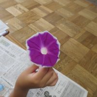 アサガオのたたきめ
