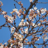 1128　「桜」と「イチョウ」