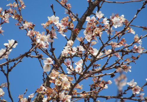 1128　「桜」と「イチョウ」