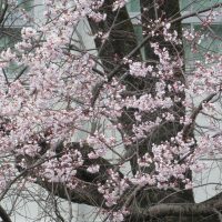 0322　中庭の「桜」