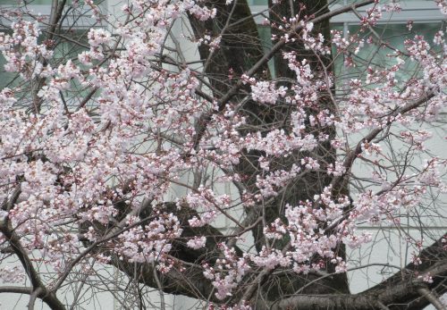 0322　中庭の「桜」