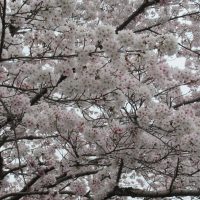 240408 入学式・始業式の「桜」