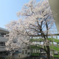240404 桜