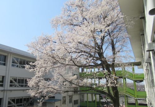 240404 桜