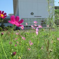 241002 秋桜「季節は変わる」