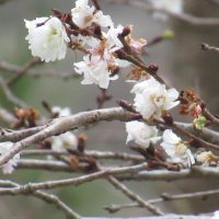 250130　四季桜