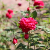 ぎふワールド・ローズ・ガーデンに行ってきたよ！（A組）