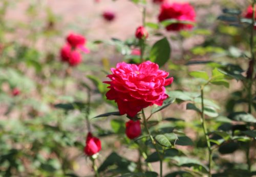 ぎふワールド・ローズ・ガーデンに行ってきたよ!(A組) ぎふワールド・ローズ・ガーデンに行ってきたよ!(A組)