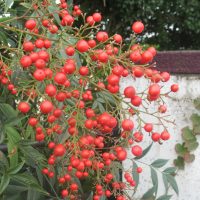 251113　承認欲求