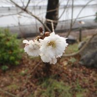 ２月２日（月）　　立春