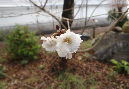 ２月２日（月）　　立春