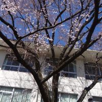 ３月１６日（月）　さくら
