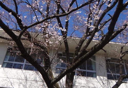 ３月１６日（月）　さくら