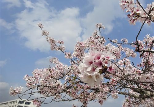 新入生を待ち望む校庭の桜と真っ白な校舎