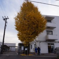 銀杏の木～落ち葉掃除